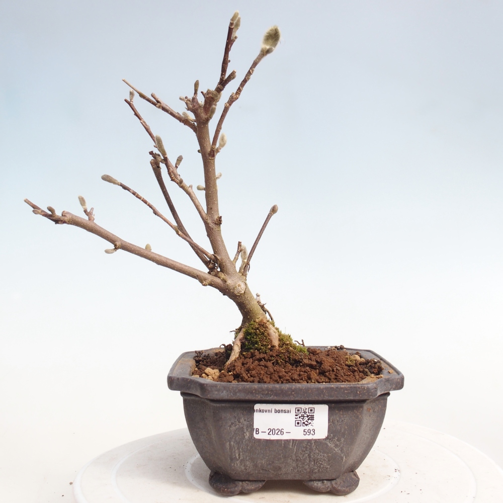 Kültéri bonsai - Magnolia stellata