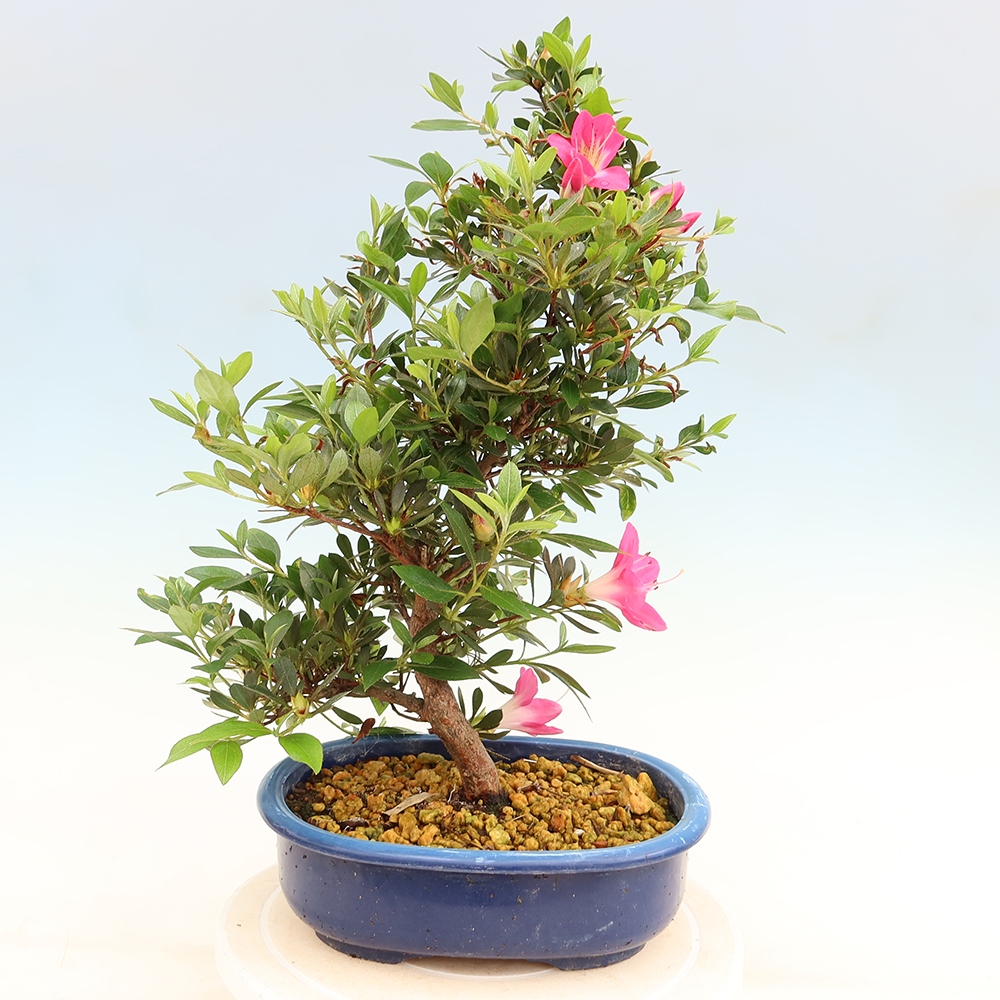 Kültéri bonsai - Japán azálea - Azálea Yoko