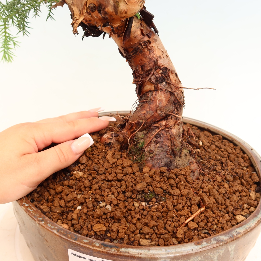 Szobai bonsai - Araucaria - szobai lucfenyő