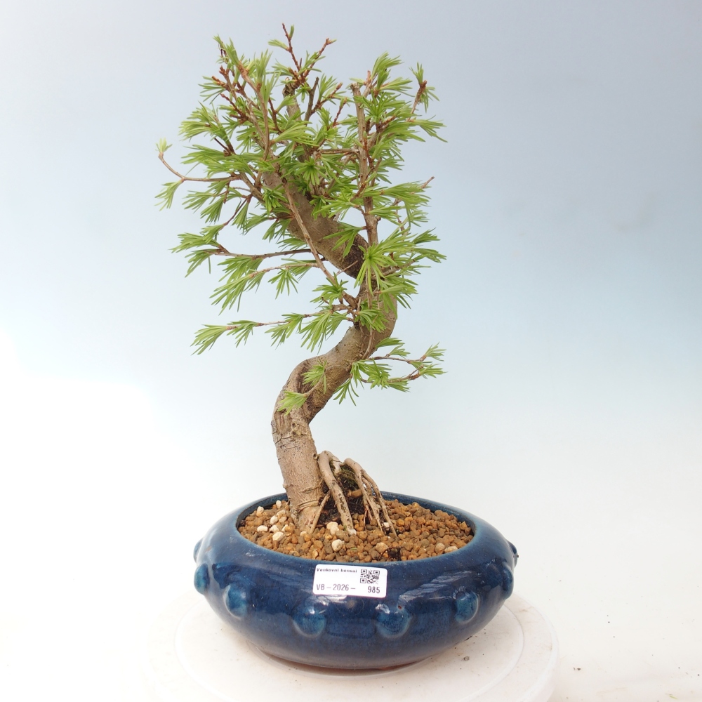 Kültéri bonsai -Pseudolarix amabis-Pseudolarix amabis-Pseudolarix amabis
