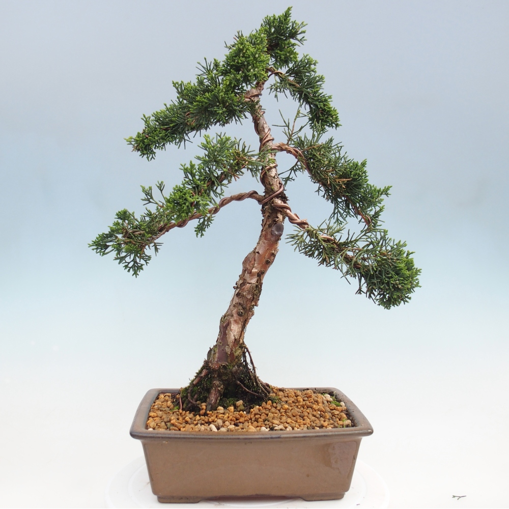 Kültéri bonsai - Juniperus chinensis Kishu