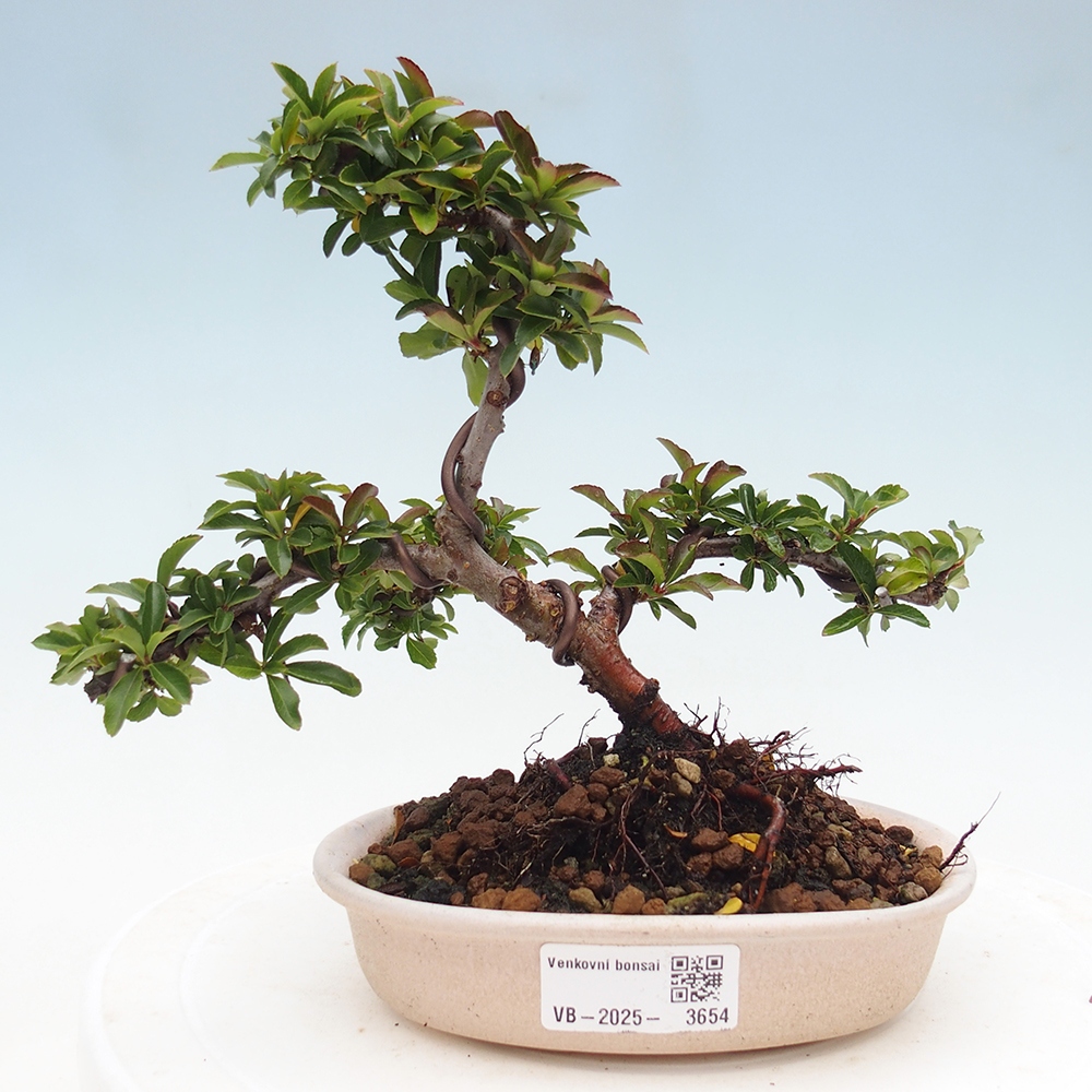 Kültéri bonsai-Pyracantha Teton - Hlox