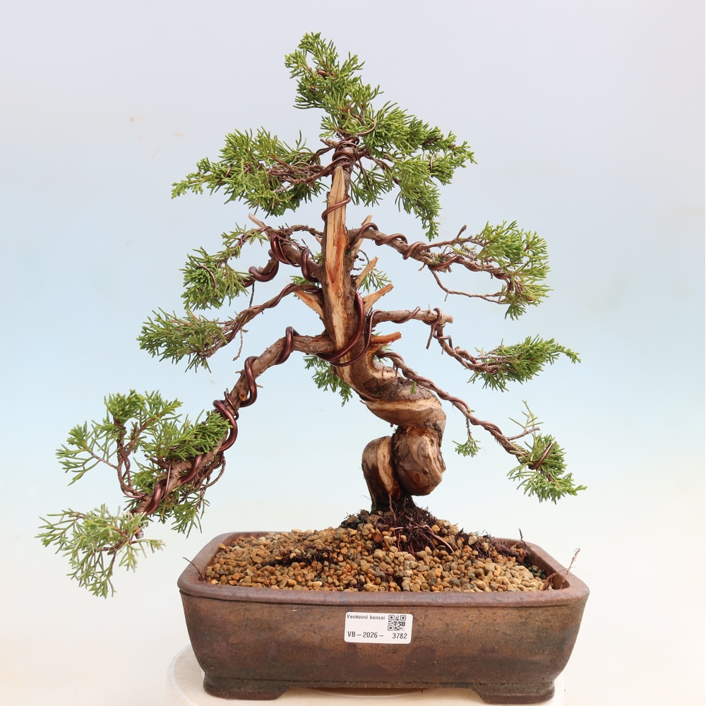 Kültéri bonsai - Juniperus chinensis Itoigawa-Juniperus chinensis