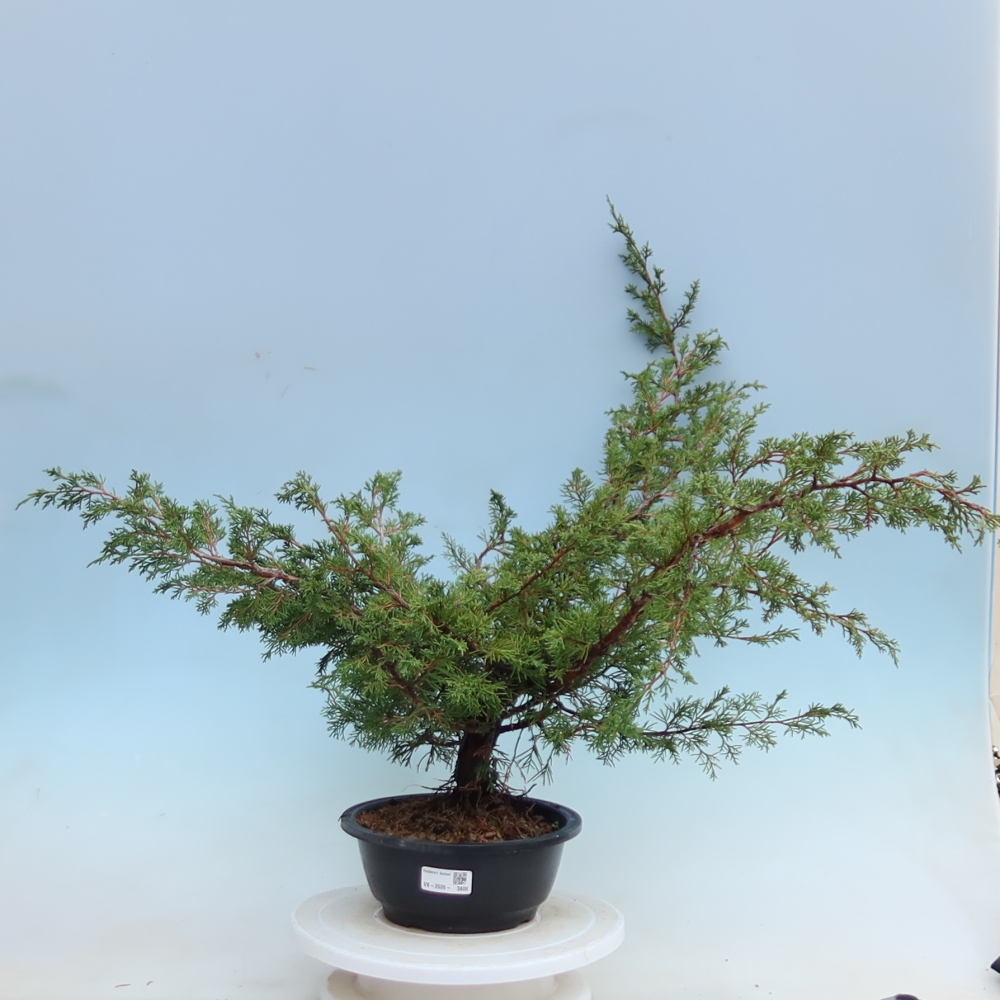 Kültéri bonsai – Juniperus chinensis Itoigawa – Kínai boróka