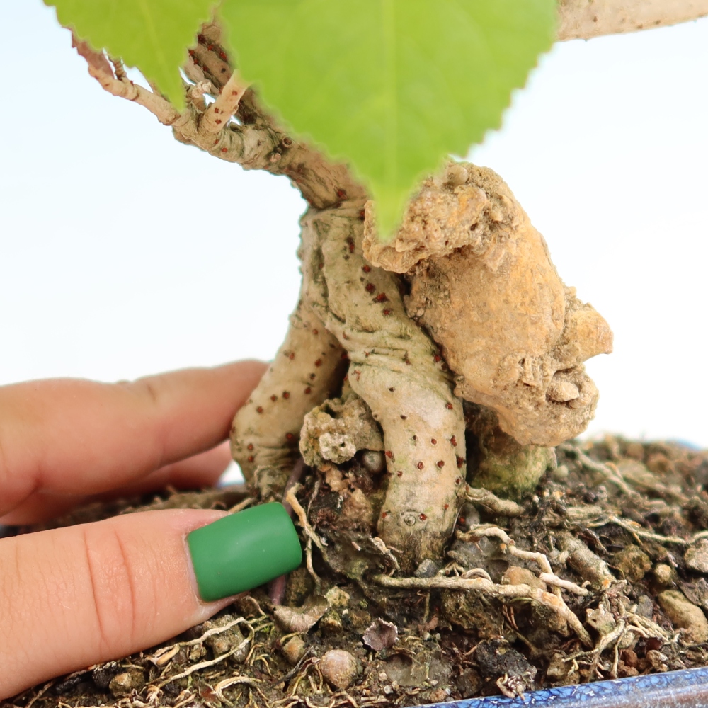 Beltéri bonsai - Hibiscus tiliaceus - tengeri hibiszkusz