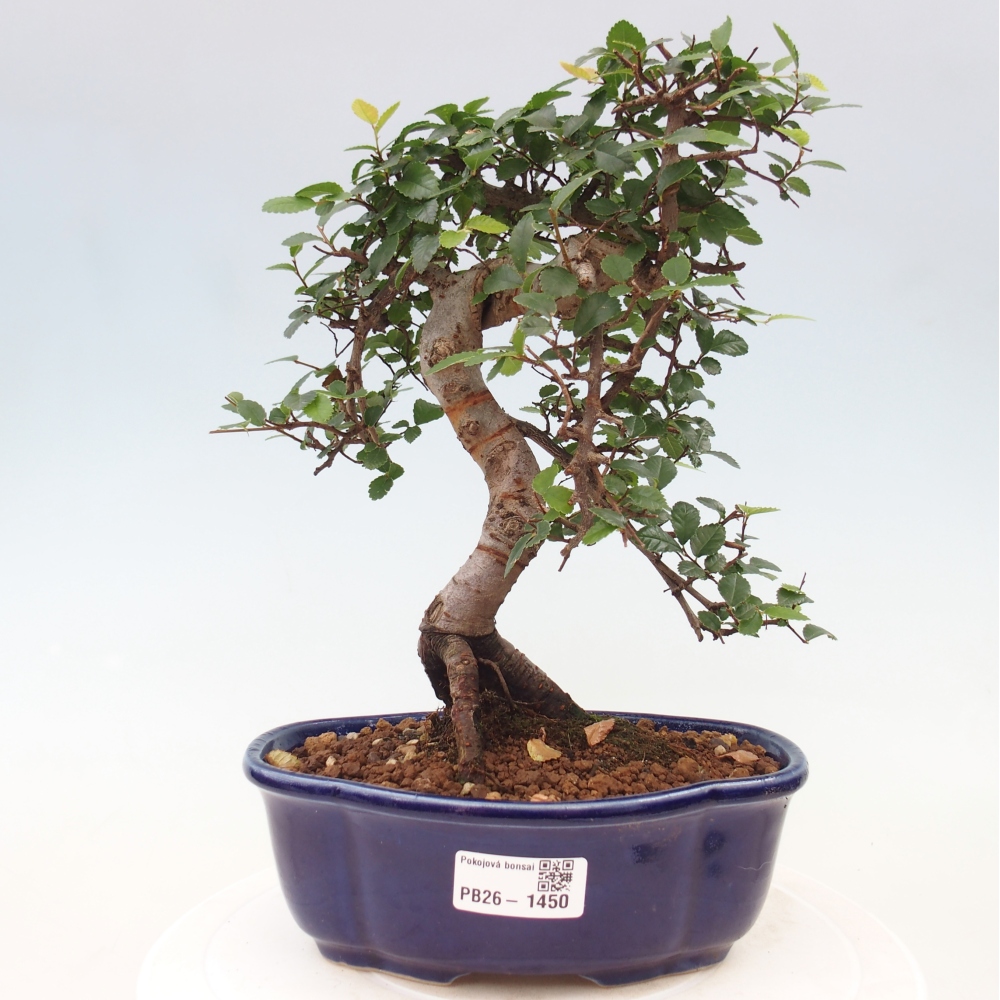 Szobai bonsai - Ulmus parvifolia - Kislevelű szilfa