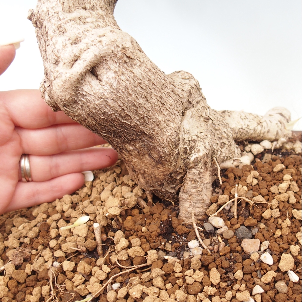 Kültéri bonsai - Vistaria - Wisteria