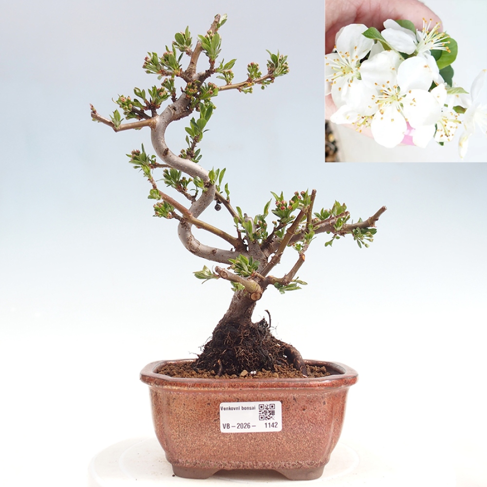 Kültéri bonsai - Malus sargentii - Kis gyümölcsű almafa