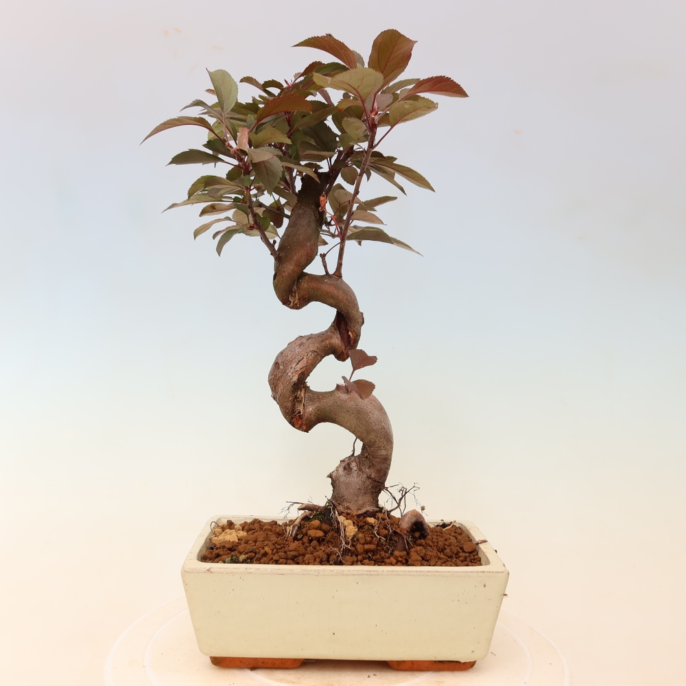 Kültéri bonsai -Malus domestica - Kis gyümölcsű piros levelű almafa