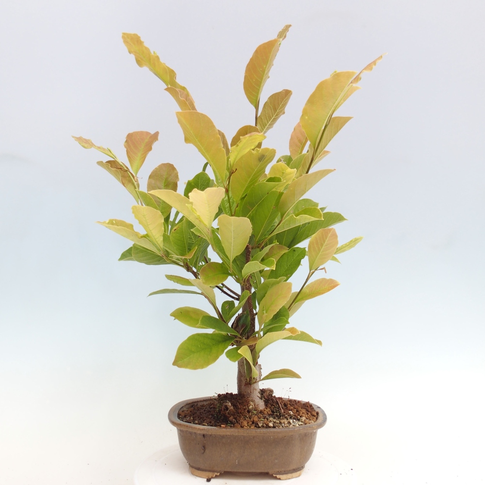 Kültéri bonsai - Magnolia loebneri merrill - Magnolia