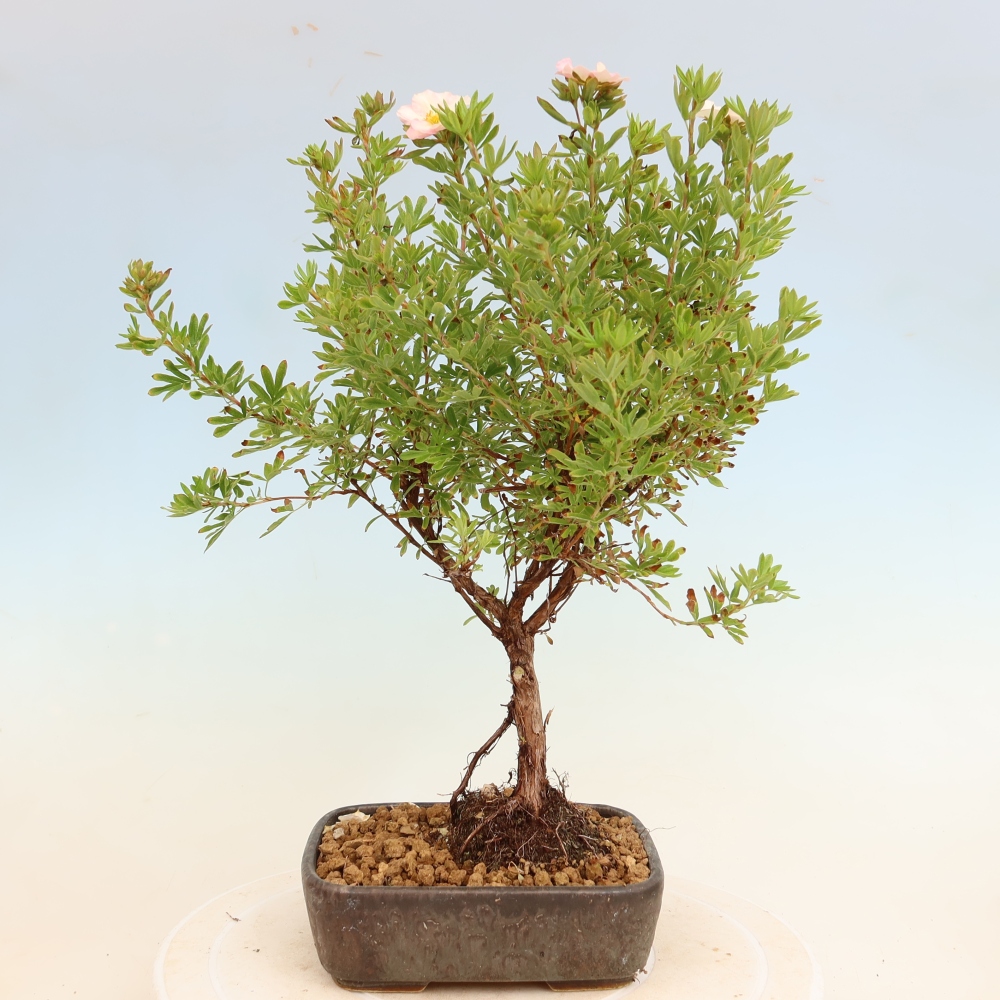 Kültéri bonsai – Cserjés potentilla – Potentila fruticosa Bellissima