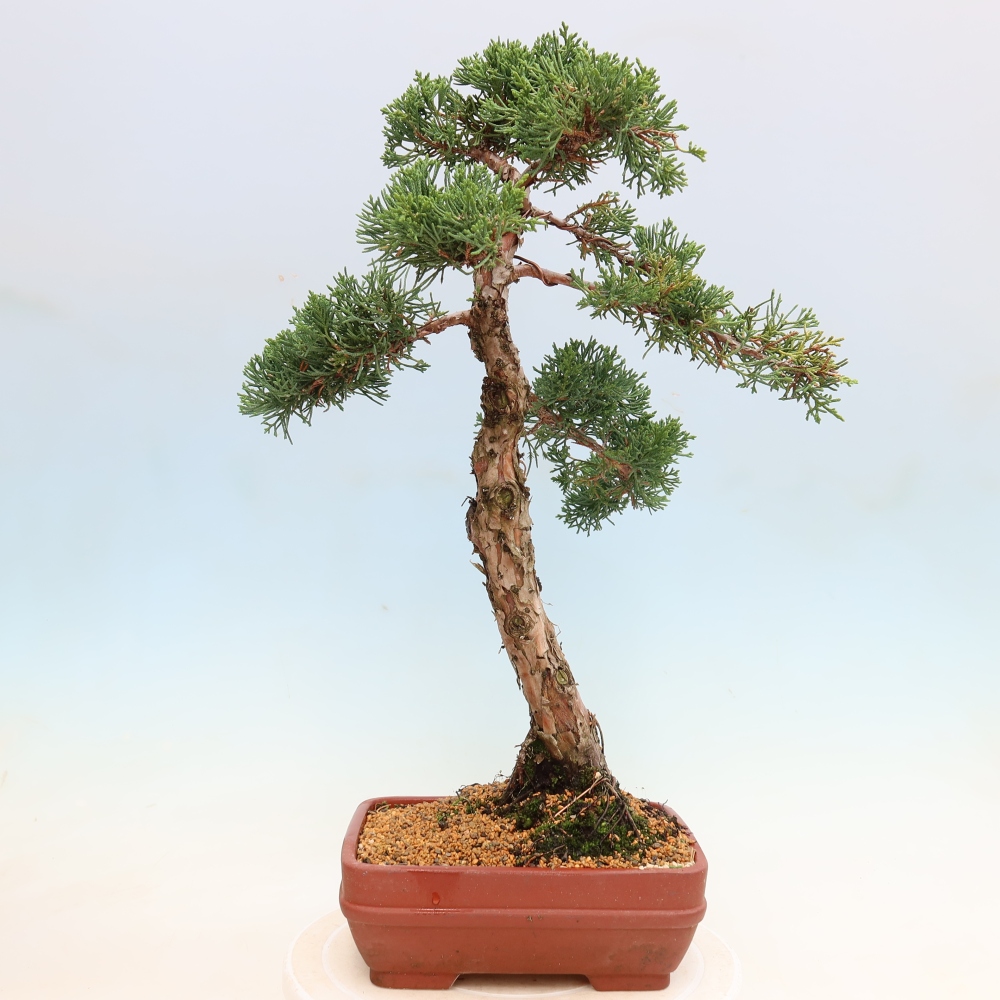Kültéri bonsai - Juniperus chinensis Kishu