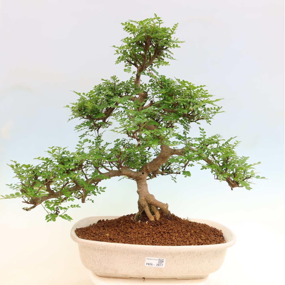 Szobai bonsai - Zantoxylum piperitum - borsfa