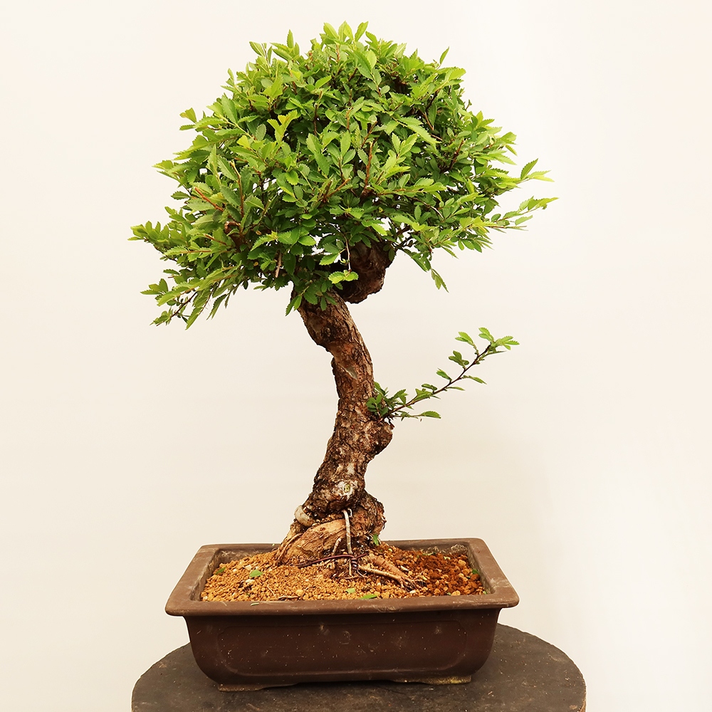 Kültéri bonsai - Zelkova - Zelkova NIRE