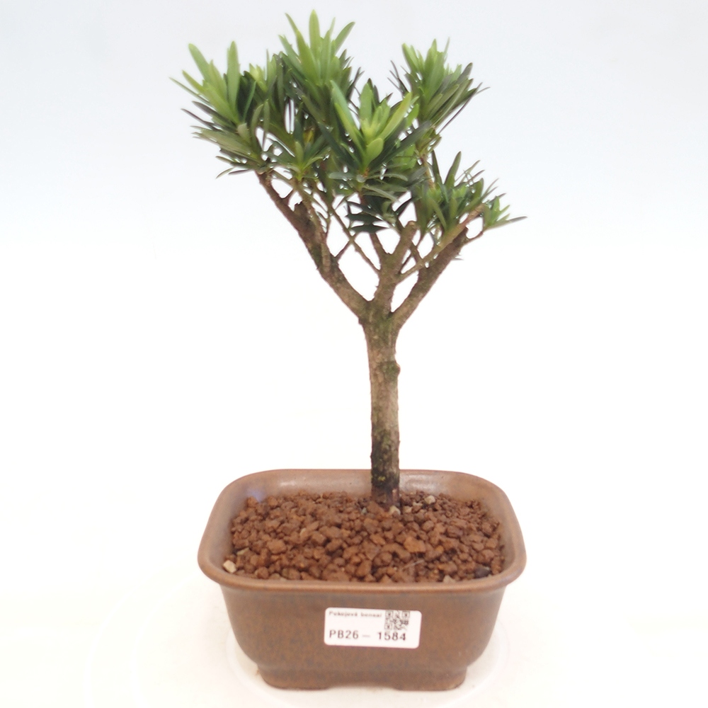 Szobai bonsai - Podocarpus - Kőtiszafa
