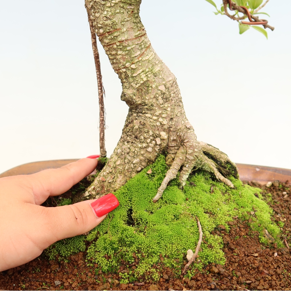 Szobai bonsai - Ficus kimmen - kislevelű fikusz