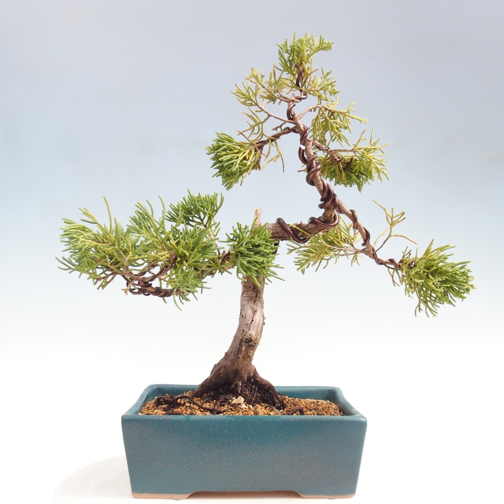 Kültéri bonsai - Juniperus chinensis Kishu