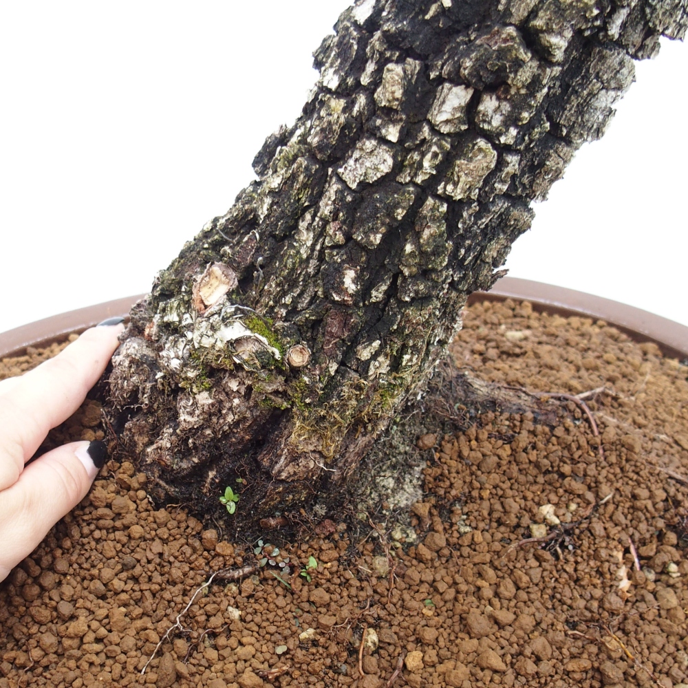 Yamadori - Quercus Ilex - Tölgy magyal