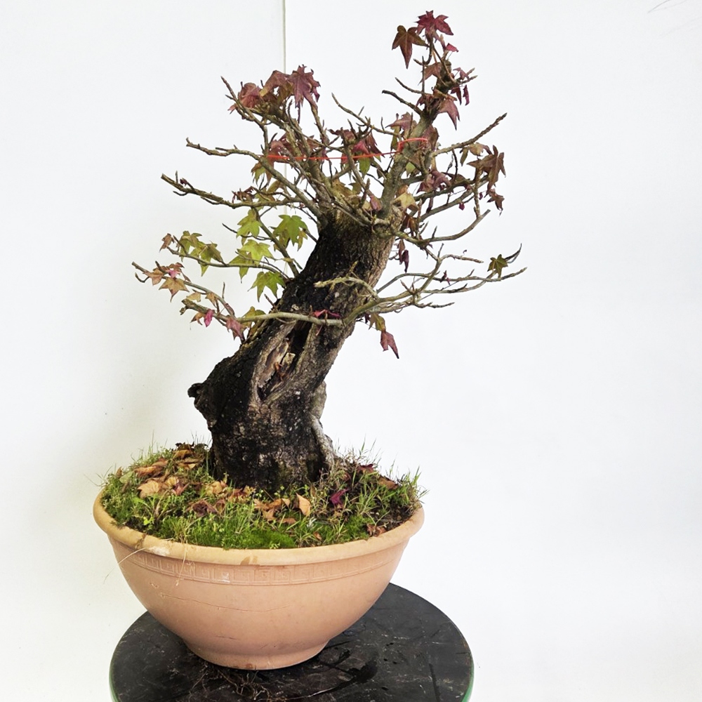Kültéri bonsai - Western Ambrose - Liquidambar styraciflua