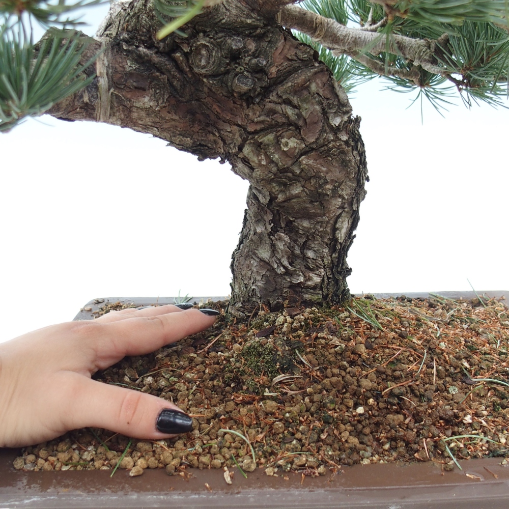 Kültéri bonsai - Pinus parviflora - Pinus parviflora