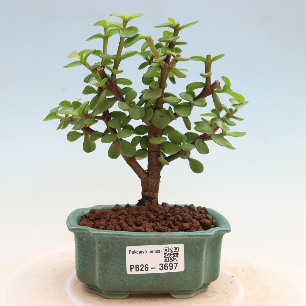 Szoba bonsai - Portulakaria Afra - Tlustice