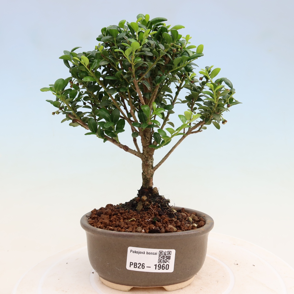 Szobai bonsai - Ilex crenata - Holly