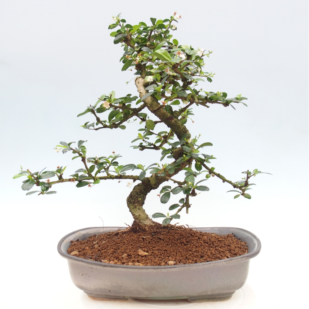Szobai bonsai - Carmona macrophylla - Tea fuki