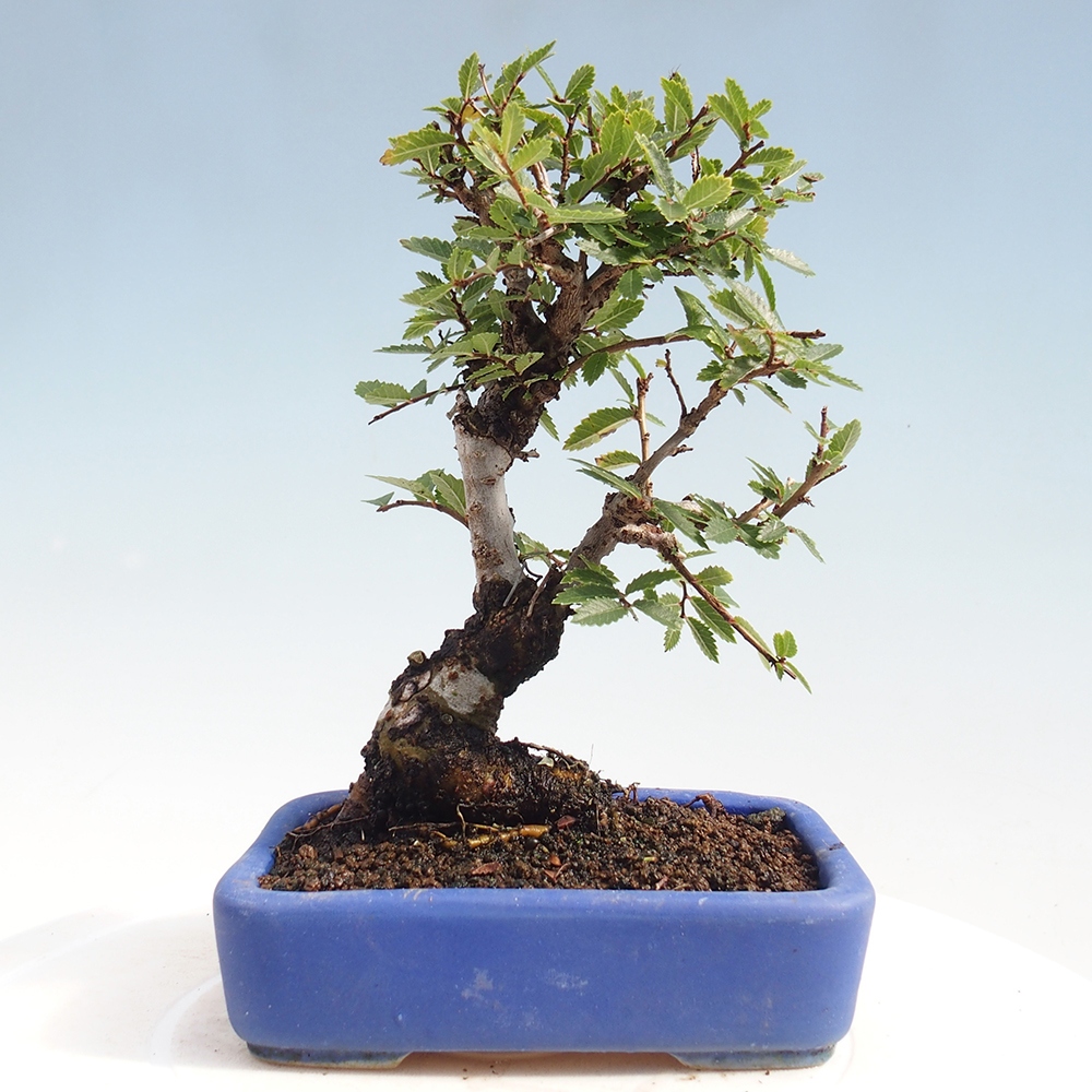 Kültéri bonsai - Zelkova - Zelkova NIRE