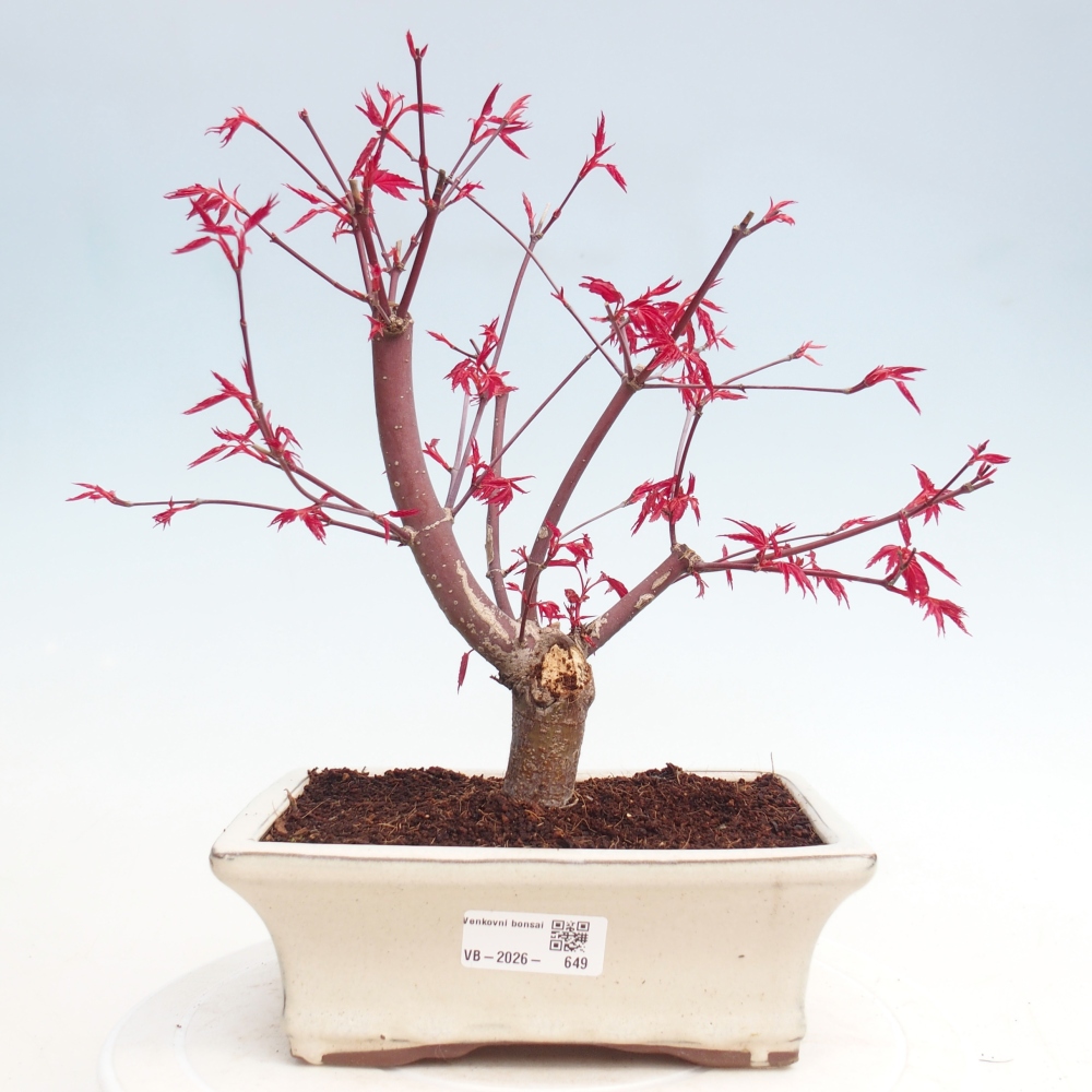 Kültéri bonsai - Acer palmatum DESHOJO