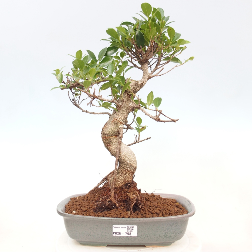 Szobai bonsai - Ficus kimmen - kislevelű fikusz
