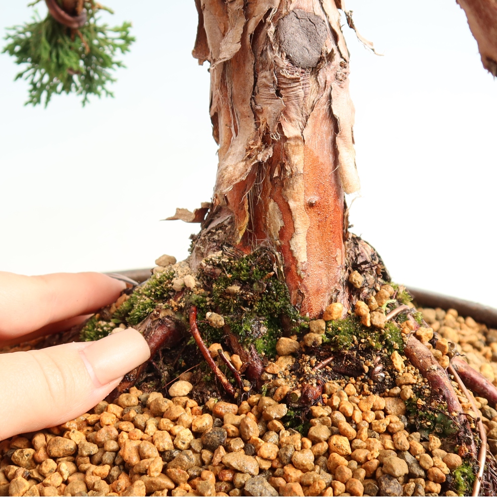 Kültéri bonsai - Juniperus chinensis Kishu