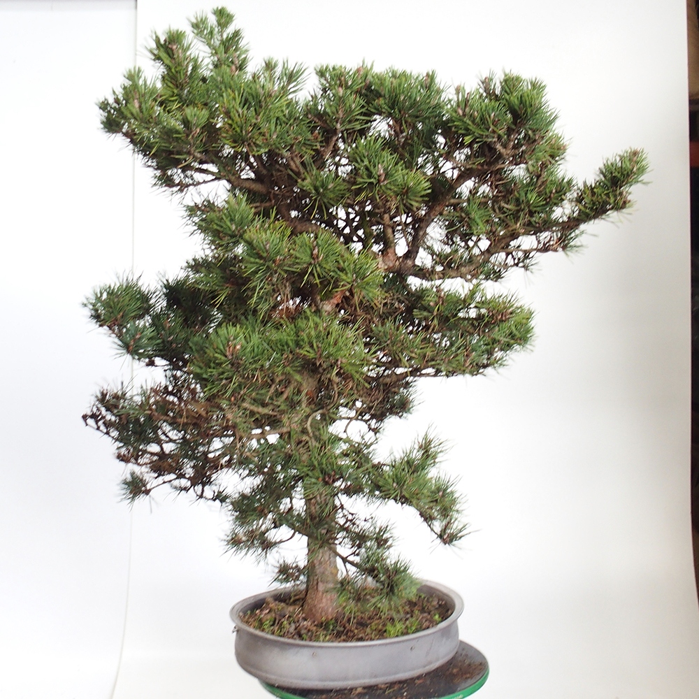 Yamadori - Pinus sylvestris Spanyolország