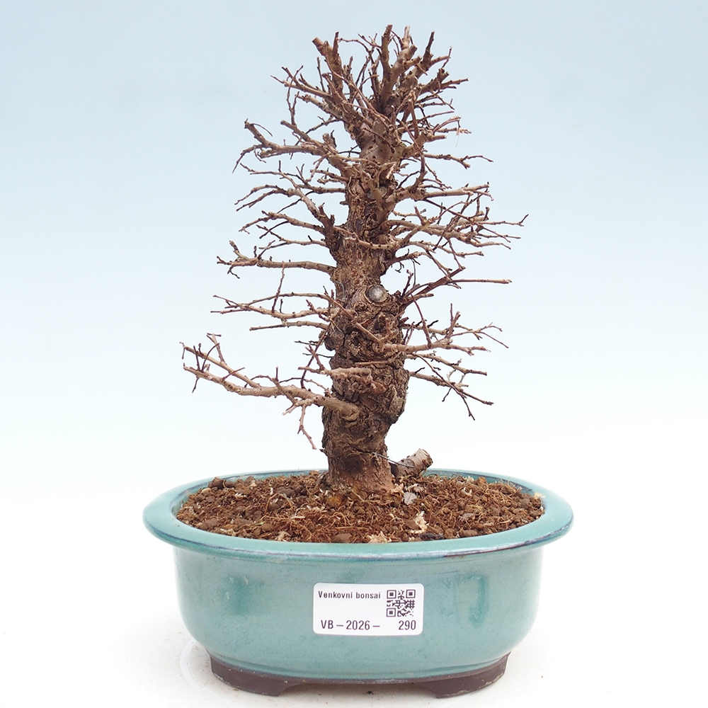Kültéri bonsai - Zelkova - Zelkova NIRE