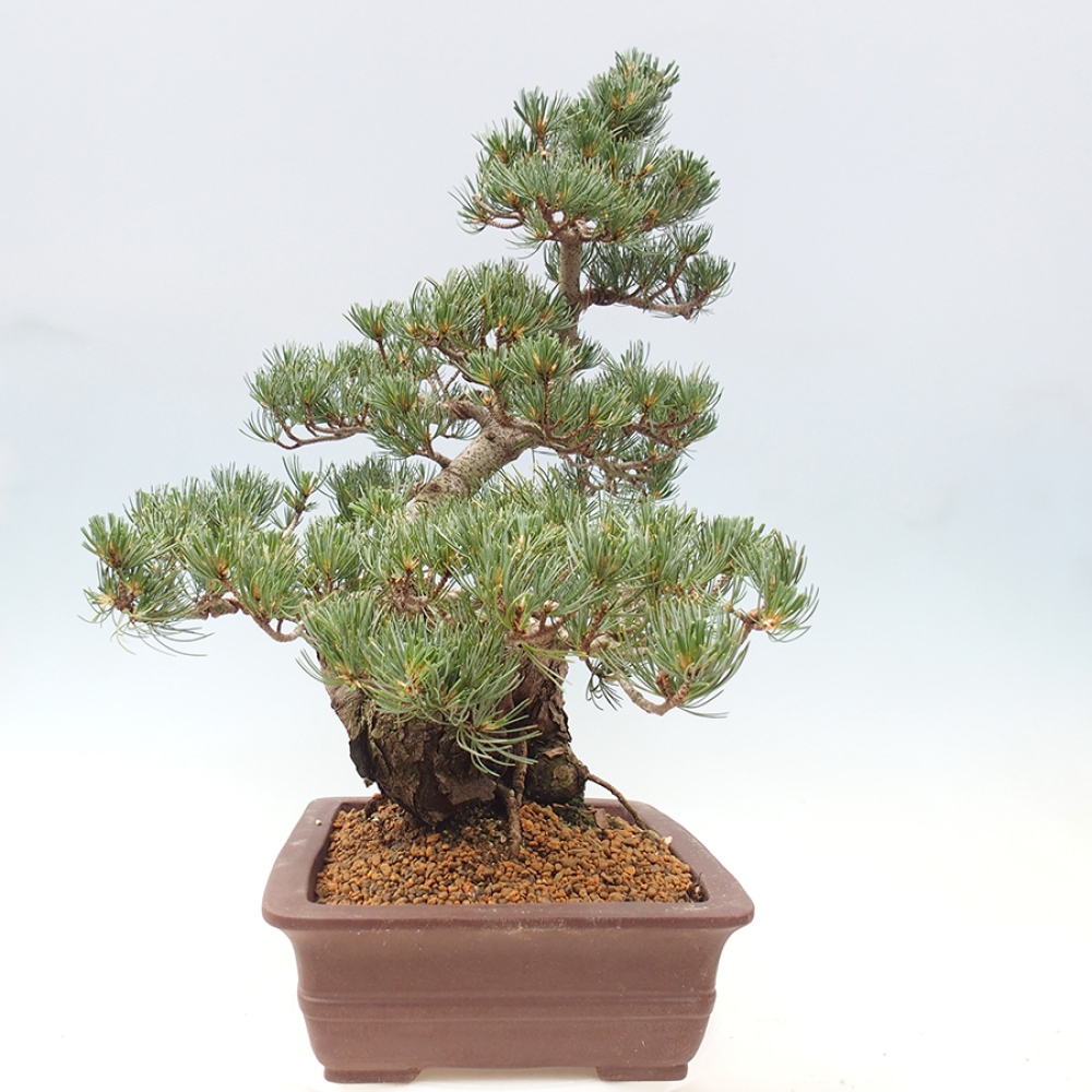 Kültéri bonsai - Pinus parviflora - Pinus parviflora