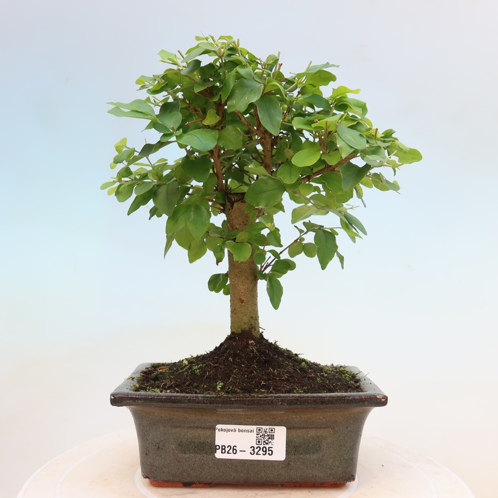 Szobai bonsai -Ligustrum chinensis - Madárcsőr