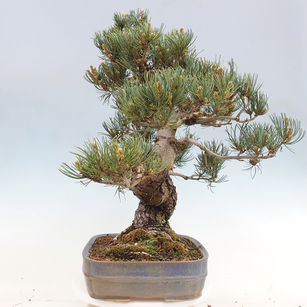 Kültéri bonsai - Pinus parviflora - Pinus parviflora