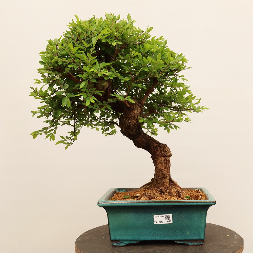 Kültéri bonsai - Zelkova - Zelkova NIRE