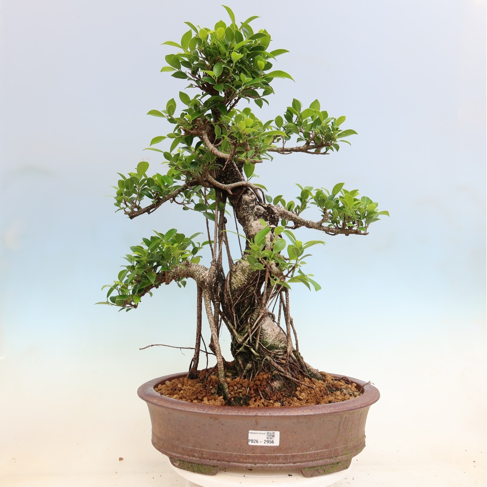 Szobai bonsai - Ficus kimmen - kislevelű fikusz
