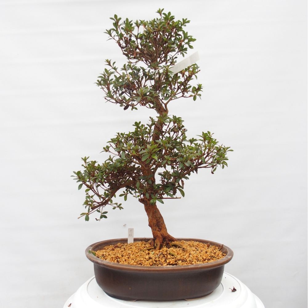 Kültéri bonsai - Japán azálea - Azalea Hanatsuzuri