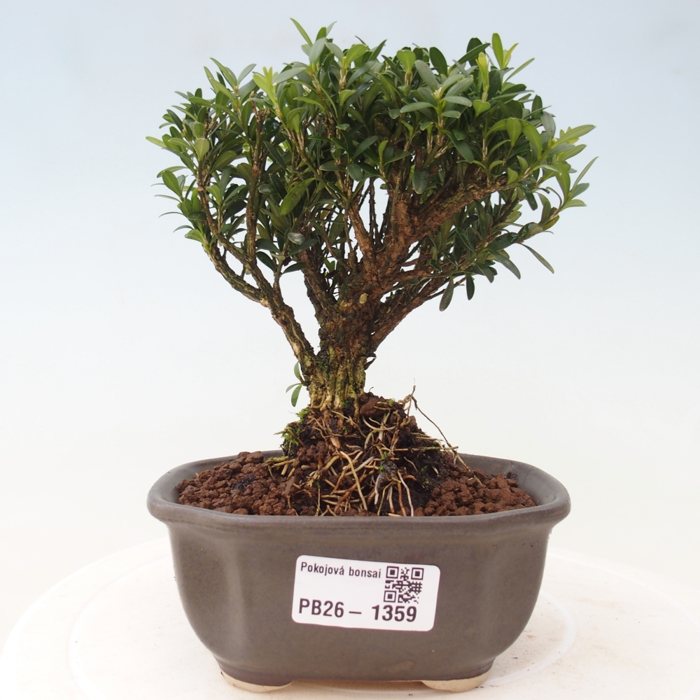Szobai bonsai - Buxus harlandii - parafa buxus