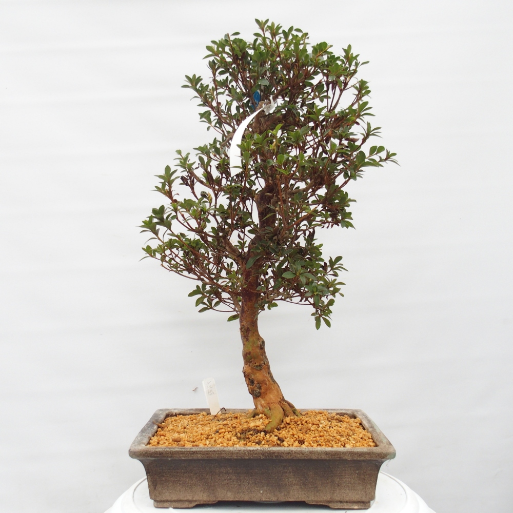 Kültéri bonsai - Japán azálea - Azalea Hanatsuzuri