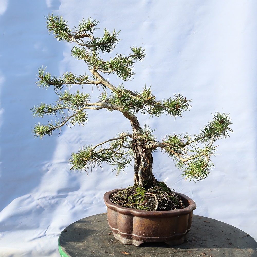 Pinus sylvestris Spanyolország – erdei fenyő