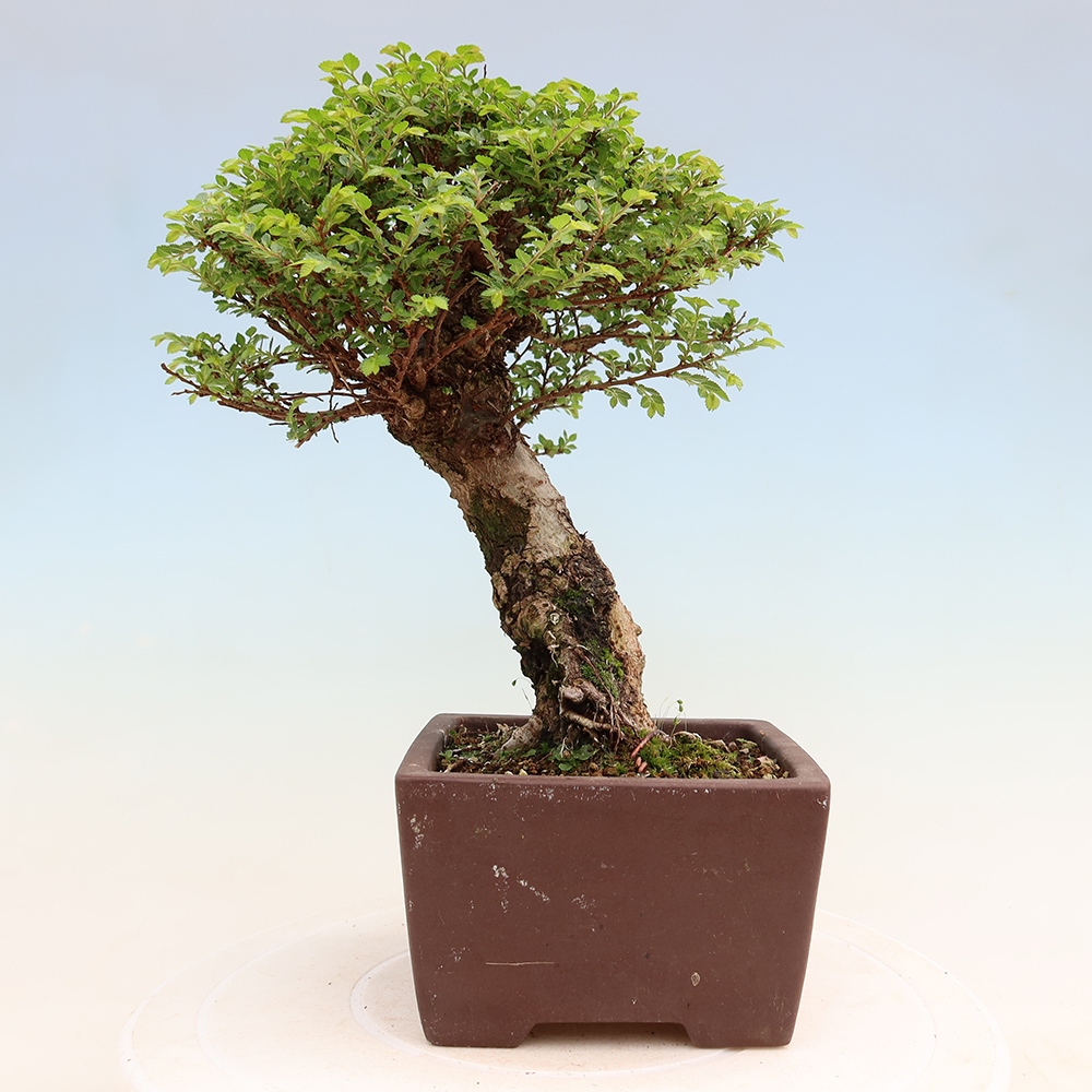 Kültéri bonsai - Ulmus parvifolia Sagei - Kislevelű szilfa