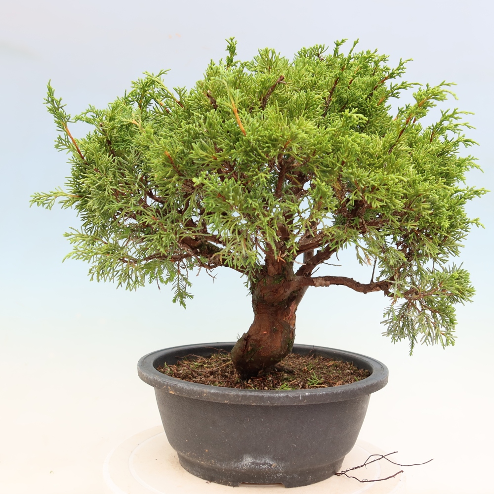 Kültéri bonsai - Juniperus chinensis Itoigawa-Juniperus chinensis