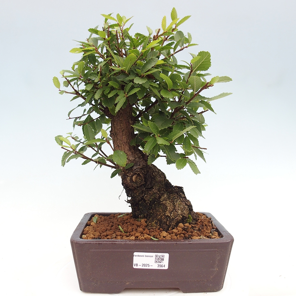 Kültéri bonsai - Zelkova - Zelkova NIRE