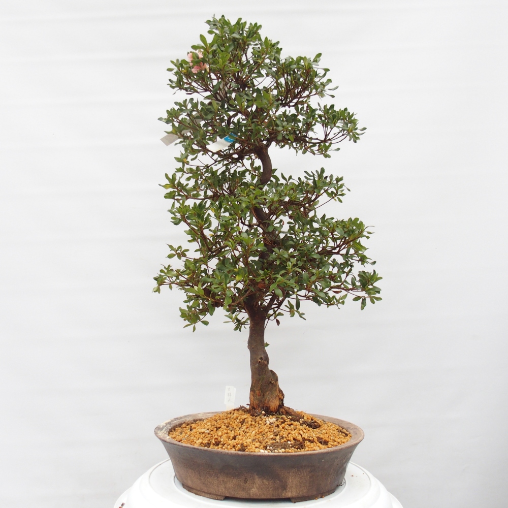 Kültéri bonsai - Japán azálea - Azalea Kisshoten