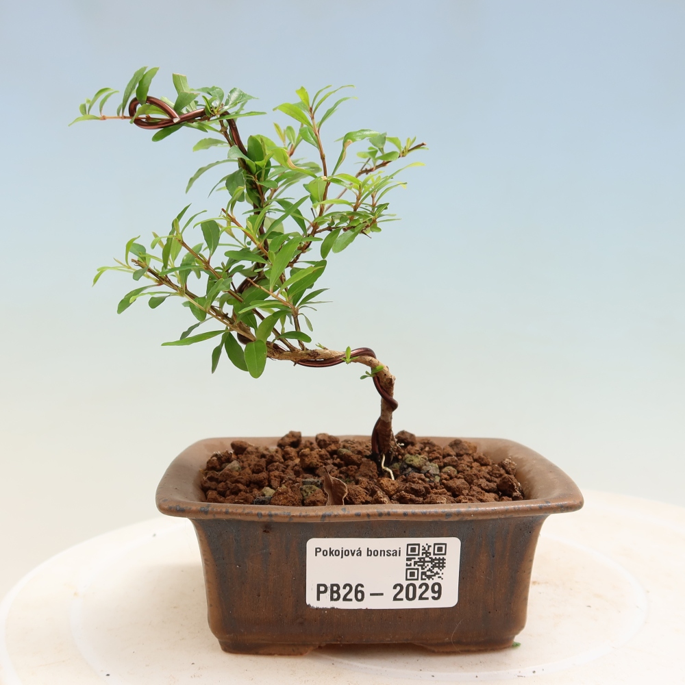 Szobai bonsai-PUNICA granatum nana-gránátalma