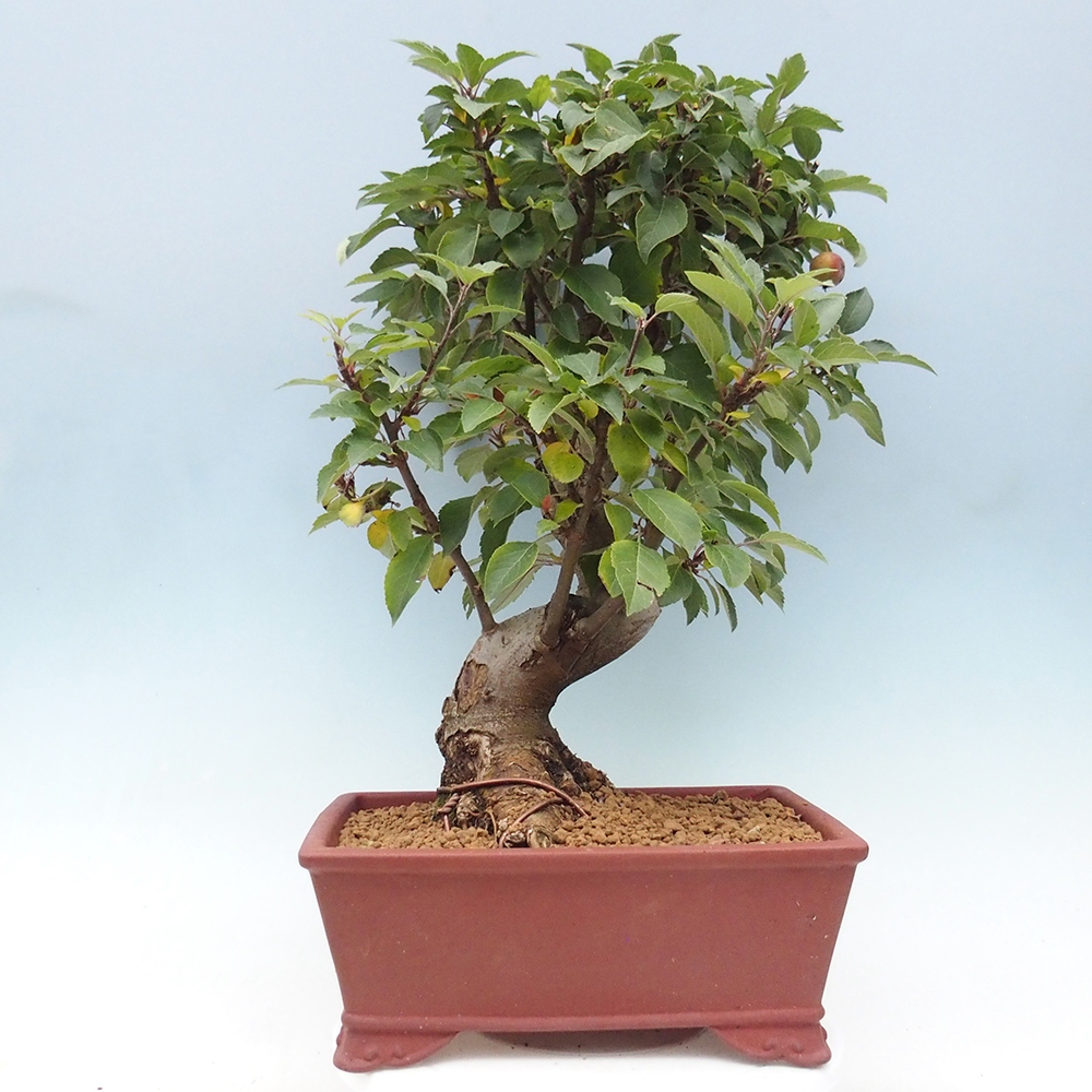 Kültéri bonsai -Malus halliana - Kis gyümölcsű almafa