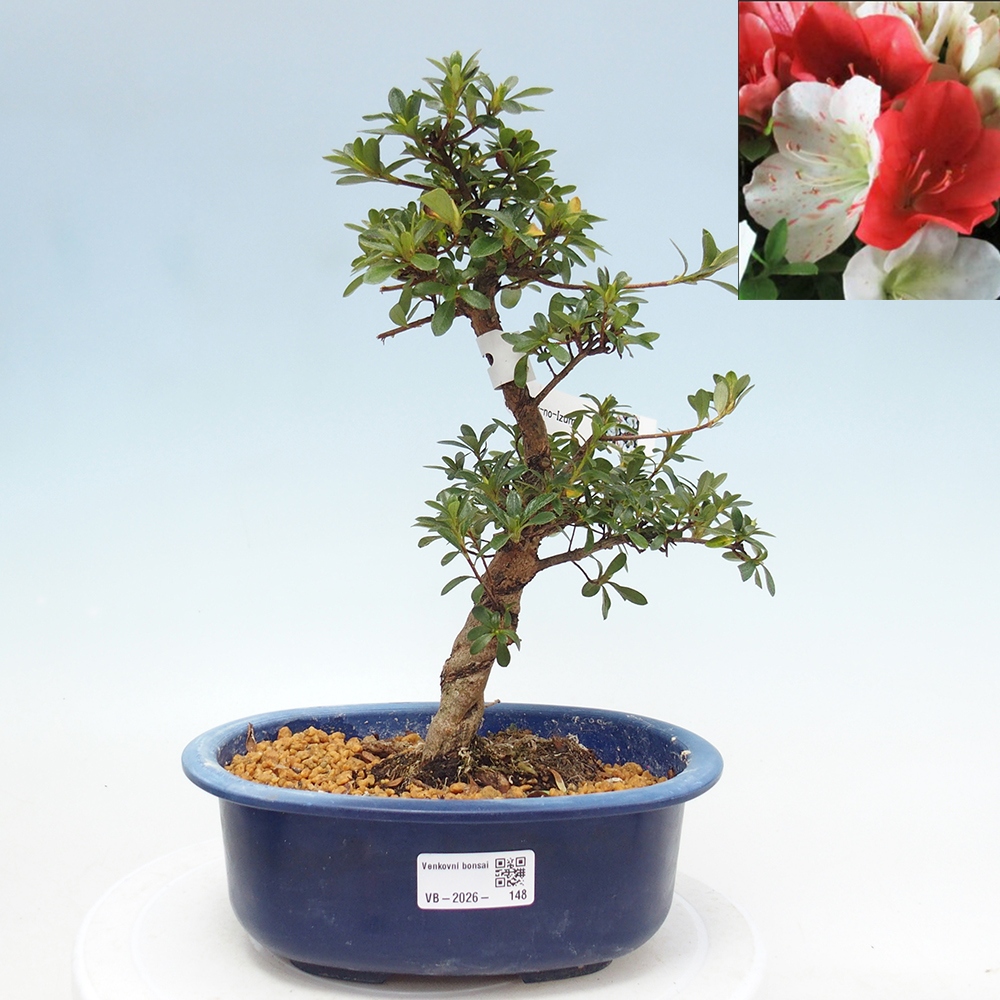 Kültéri bonsai - Japán azálea - Azálea Asahi-no-izumi