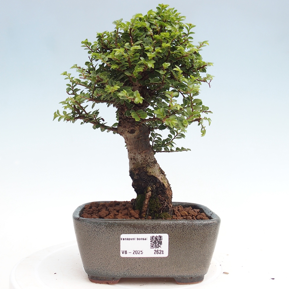 Kültéri bonsai - Ulmus parvifolia Hokkaido - Kínai szil - Ulmus parvifolia Hokkaido